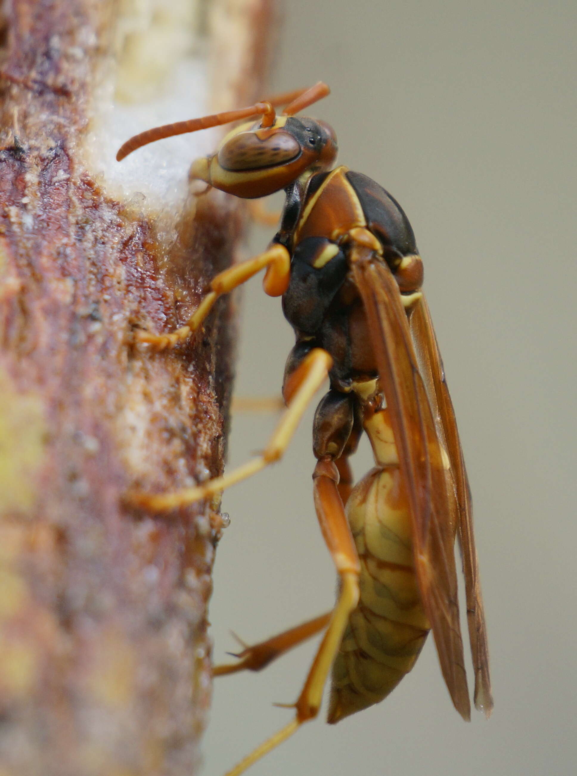 Image of Wasp