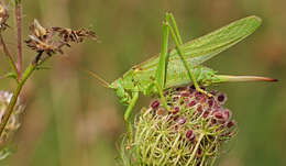 Image of Great green bushcricket