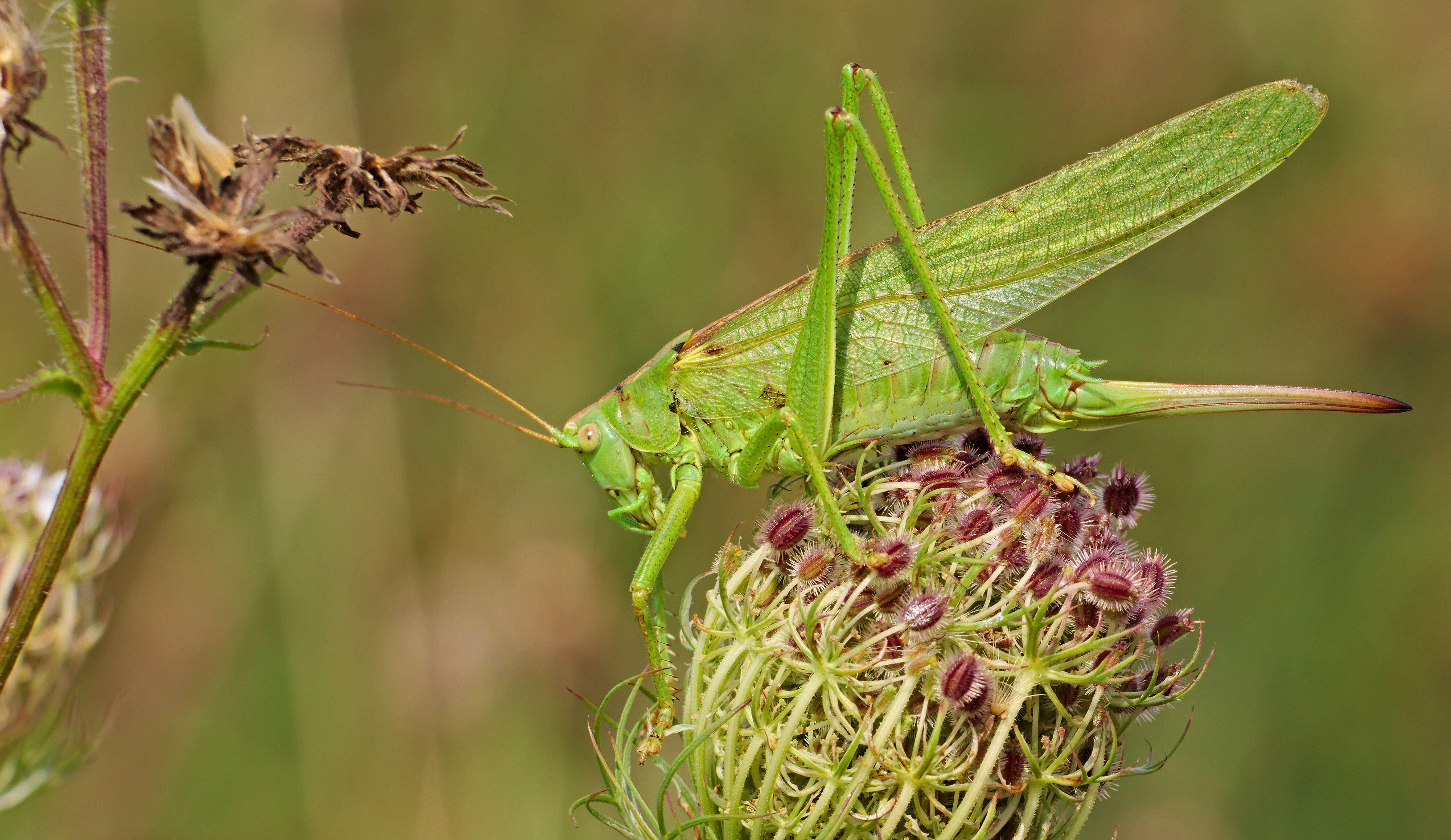 Image of Great green bushcricket