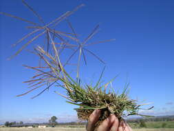 Image of Australian fingergrass