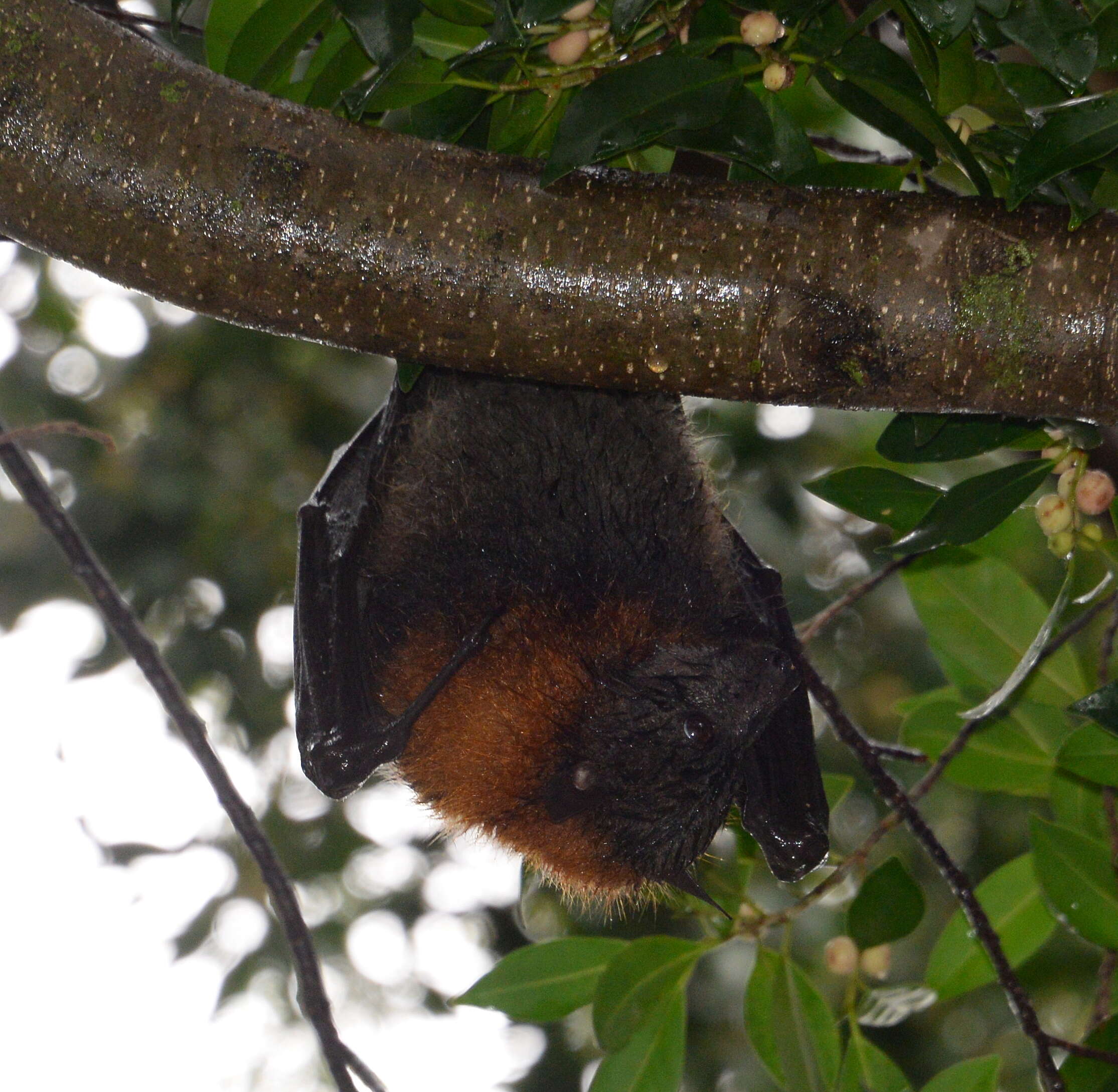 Image of Gray-headed Flying Fox