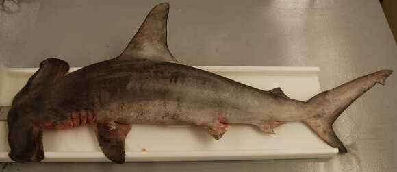 Image of Scalloped Hammerhead