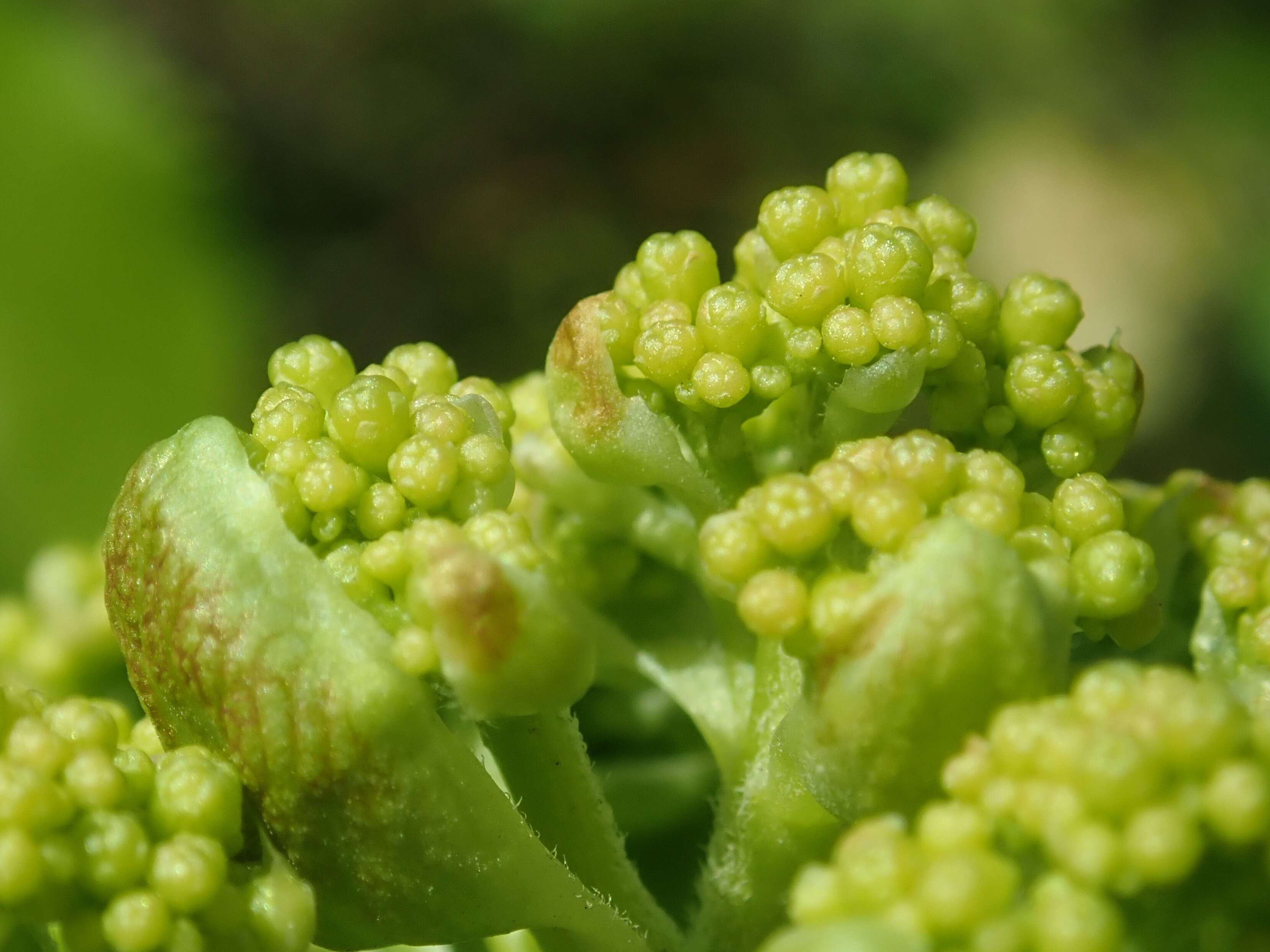 Image of Japanese climbing hydrangea