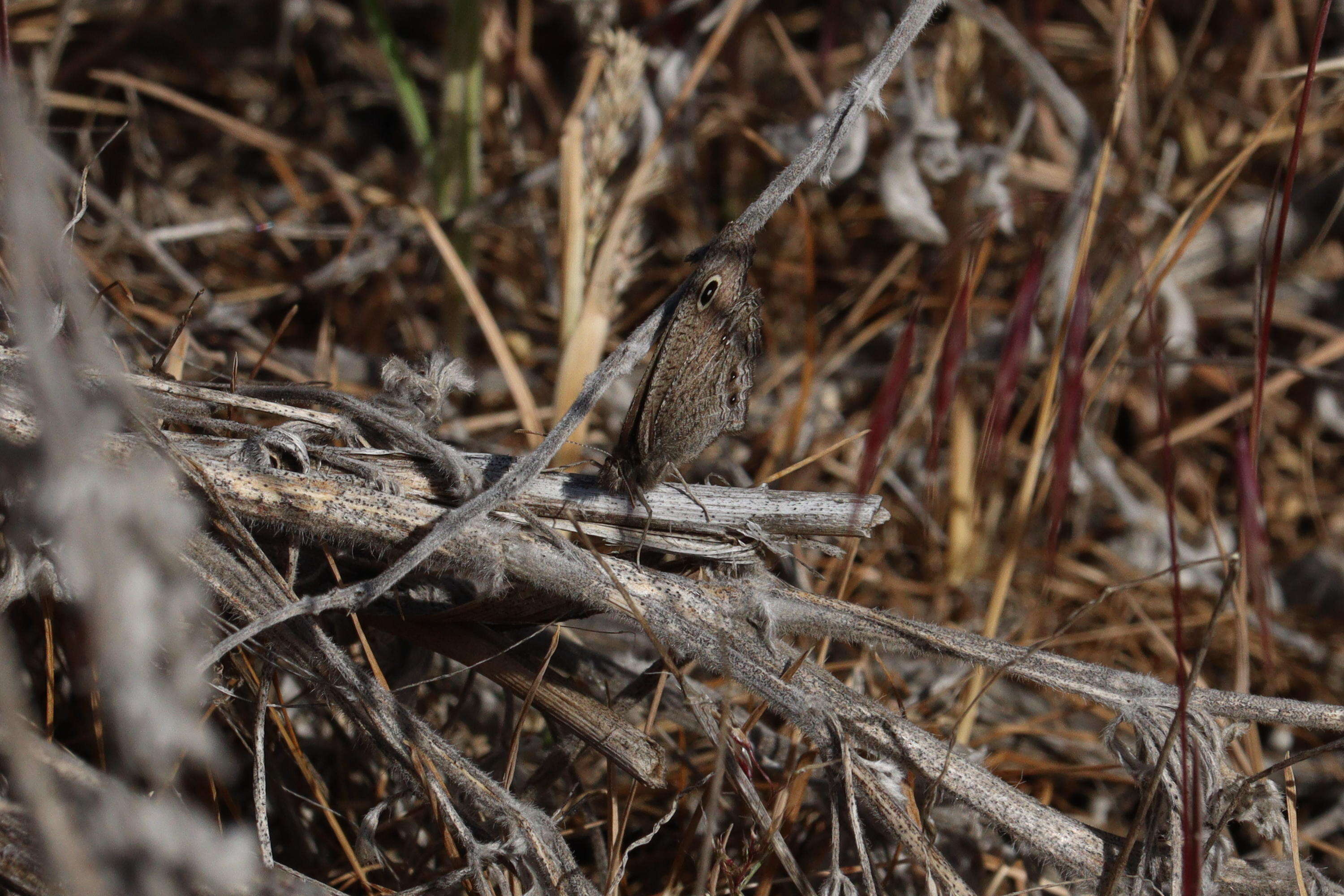 Image of Small Wood Nymph