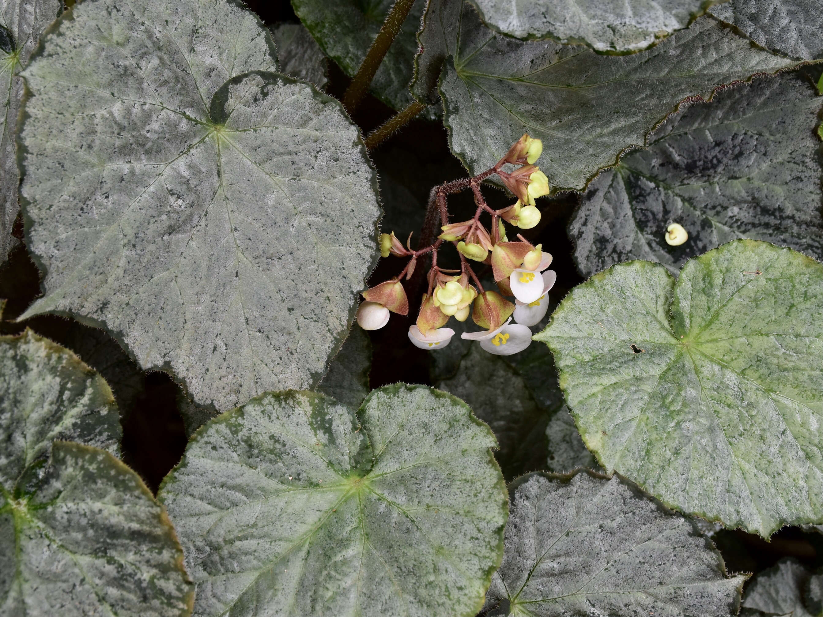 Image of Begonia rex Putz.