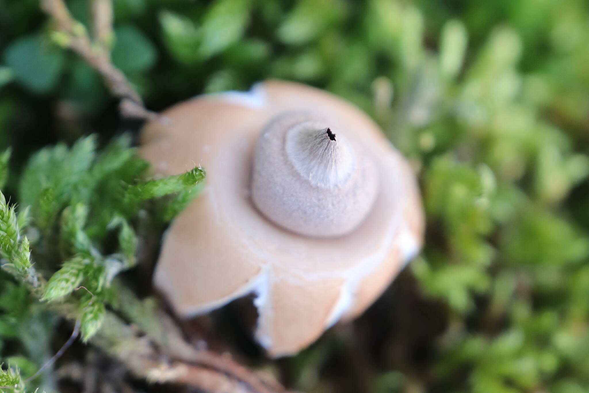 Image of Geastrum saccatum