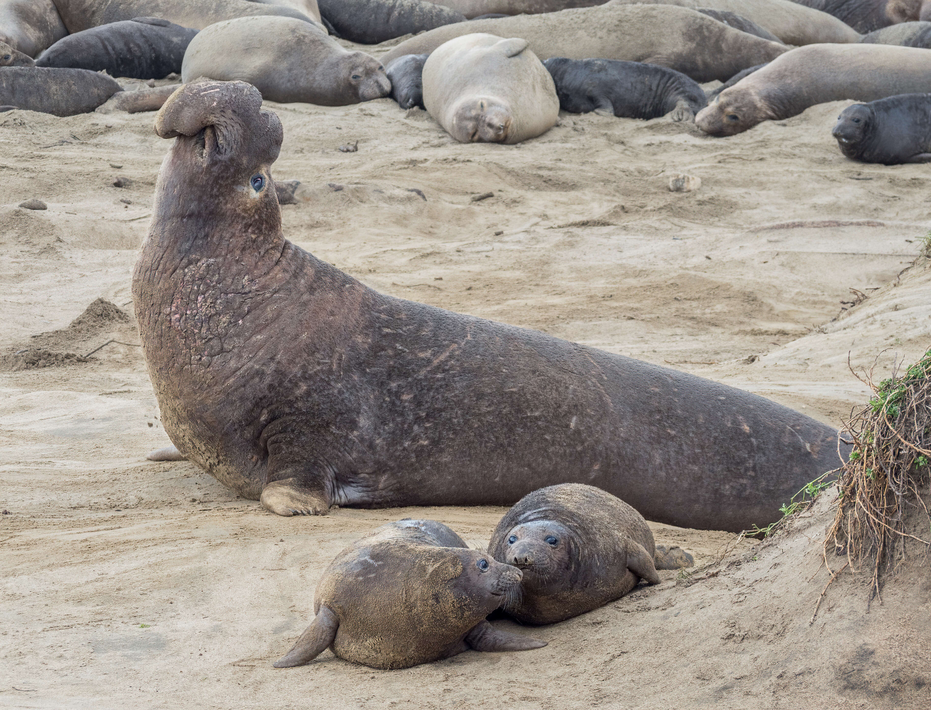 Image de Éléphant de mer du nord