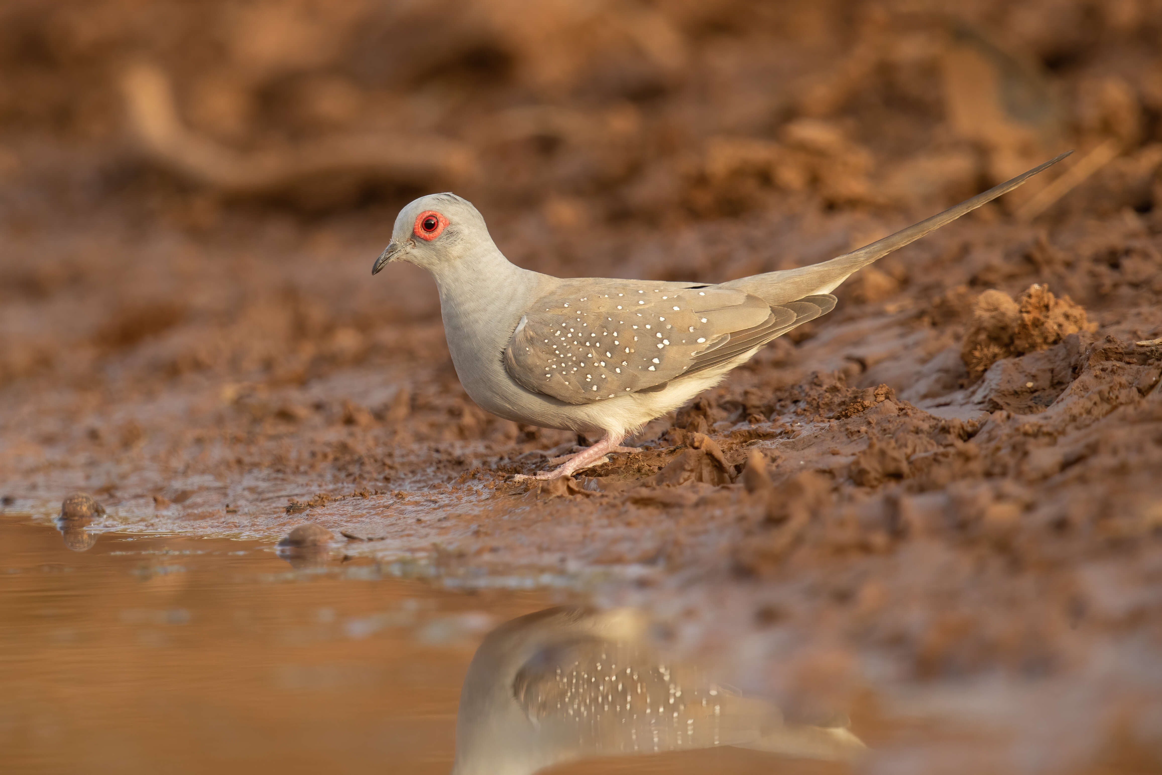 Image of Diamond Dove