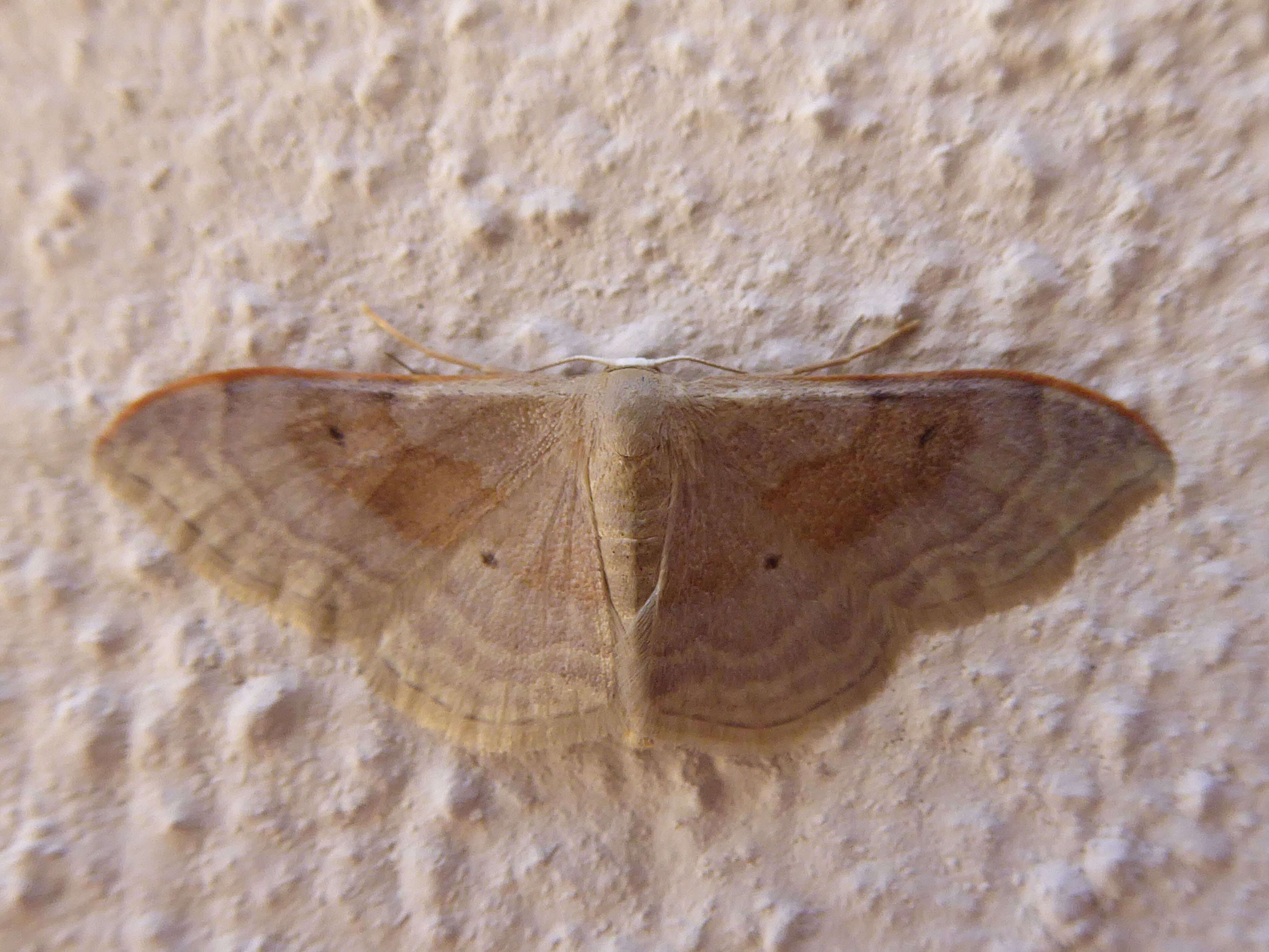 Image of Idaea degeneraria Hübner 1798