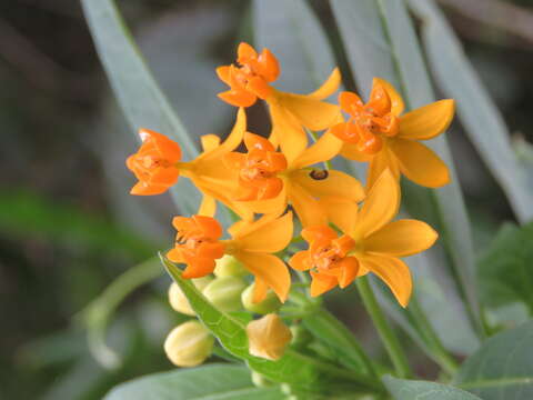 Image de Asclepias curassavica L.