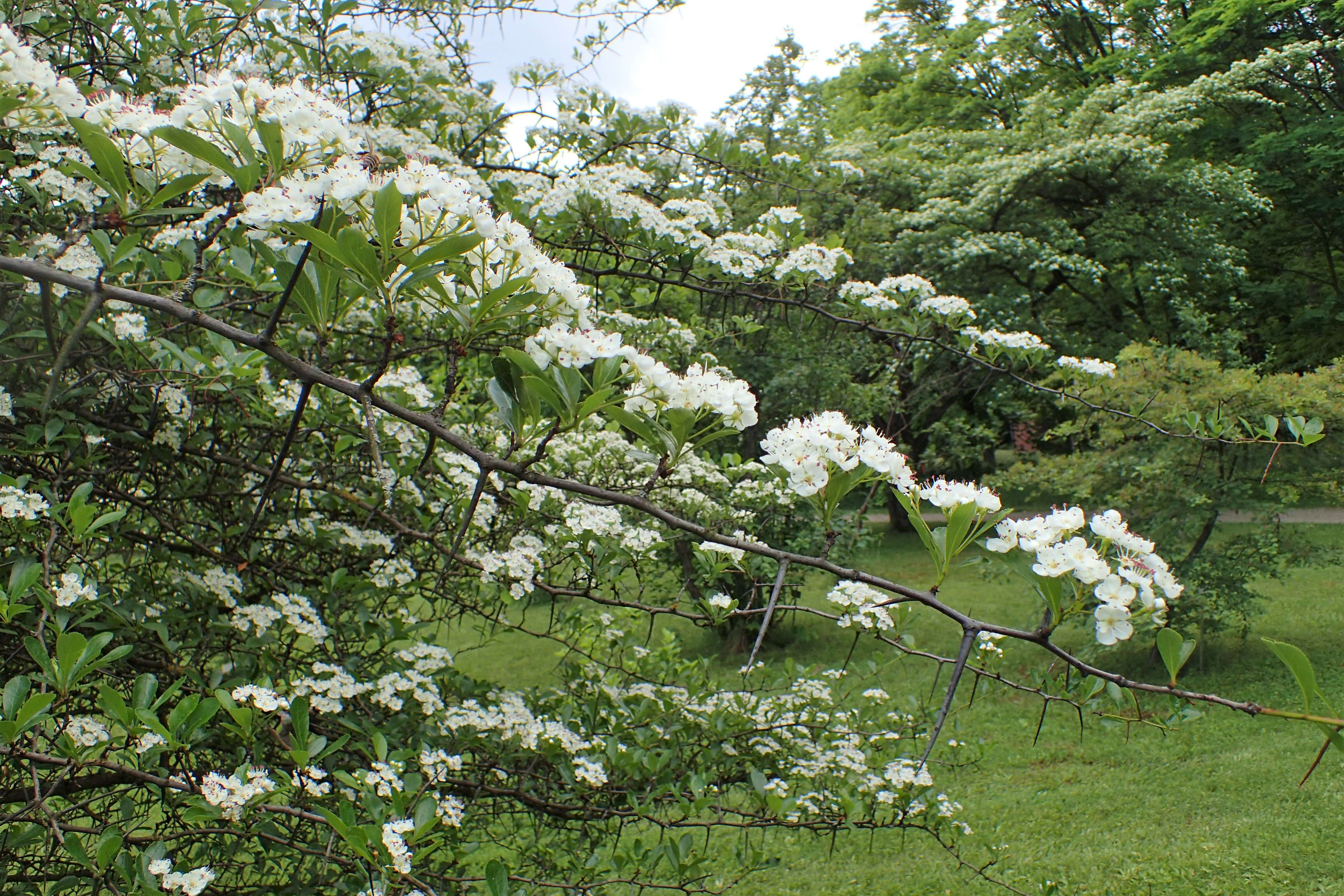 Image of Cockspur Hawthorn