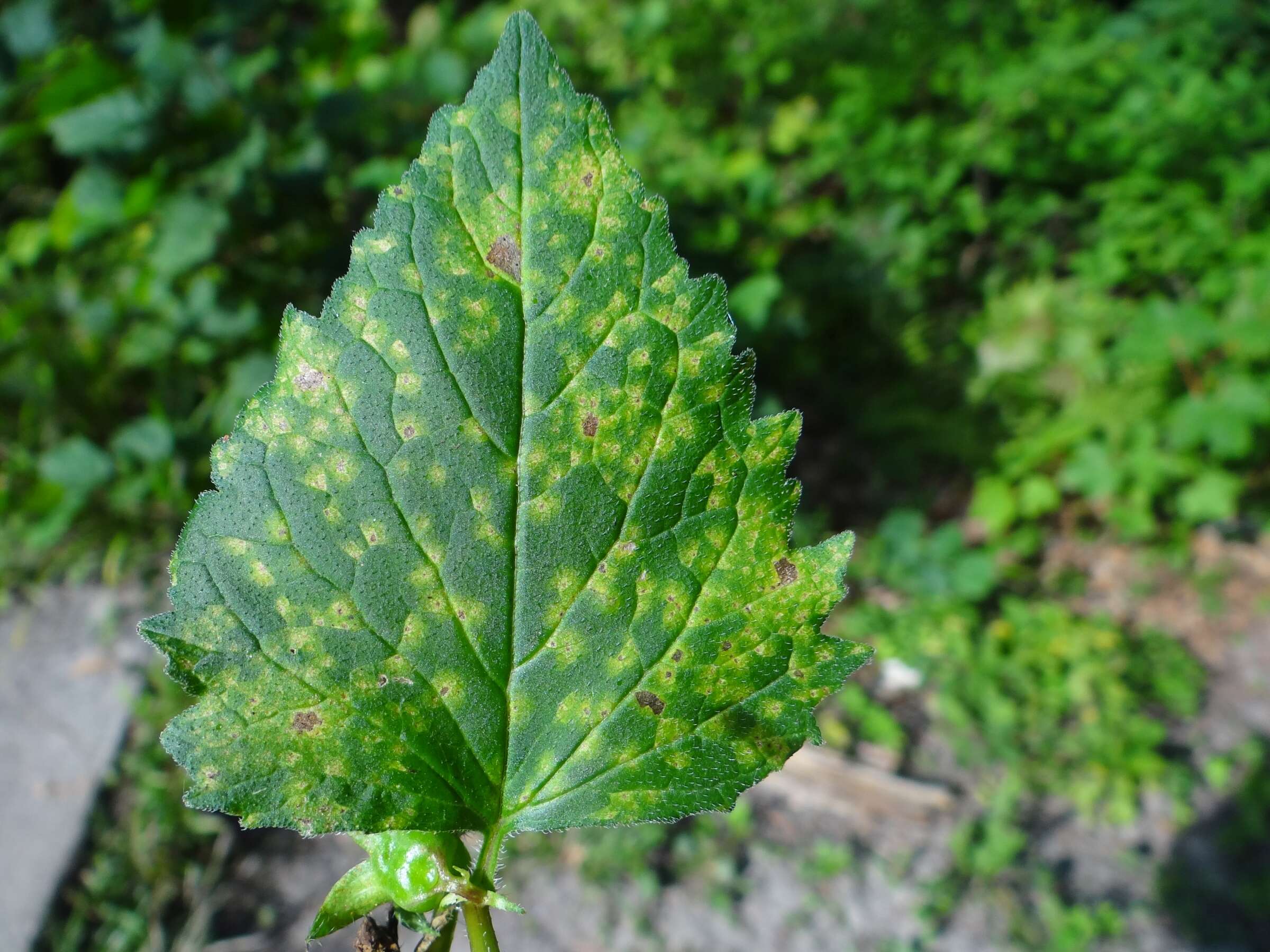 Imagem de Puccinia campanulae Carmich. 1836