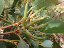 صورة Eucalyptus cornuta Labill.