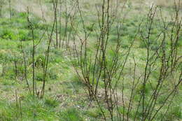 Image of black locust