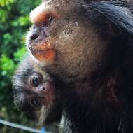 Image of Black-pencilled Marmoset