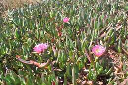 Imagem de Carpobrotus edulis (L.) N. E. Br.