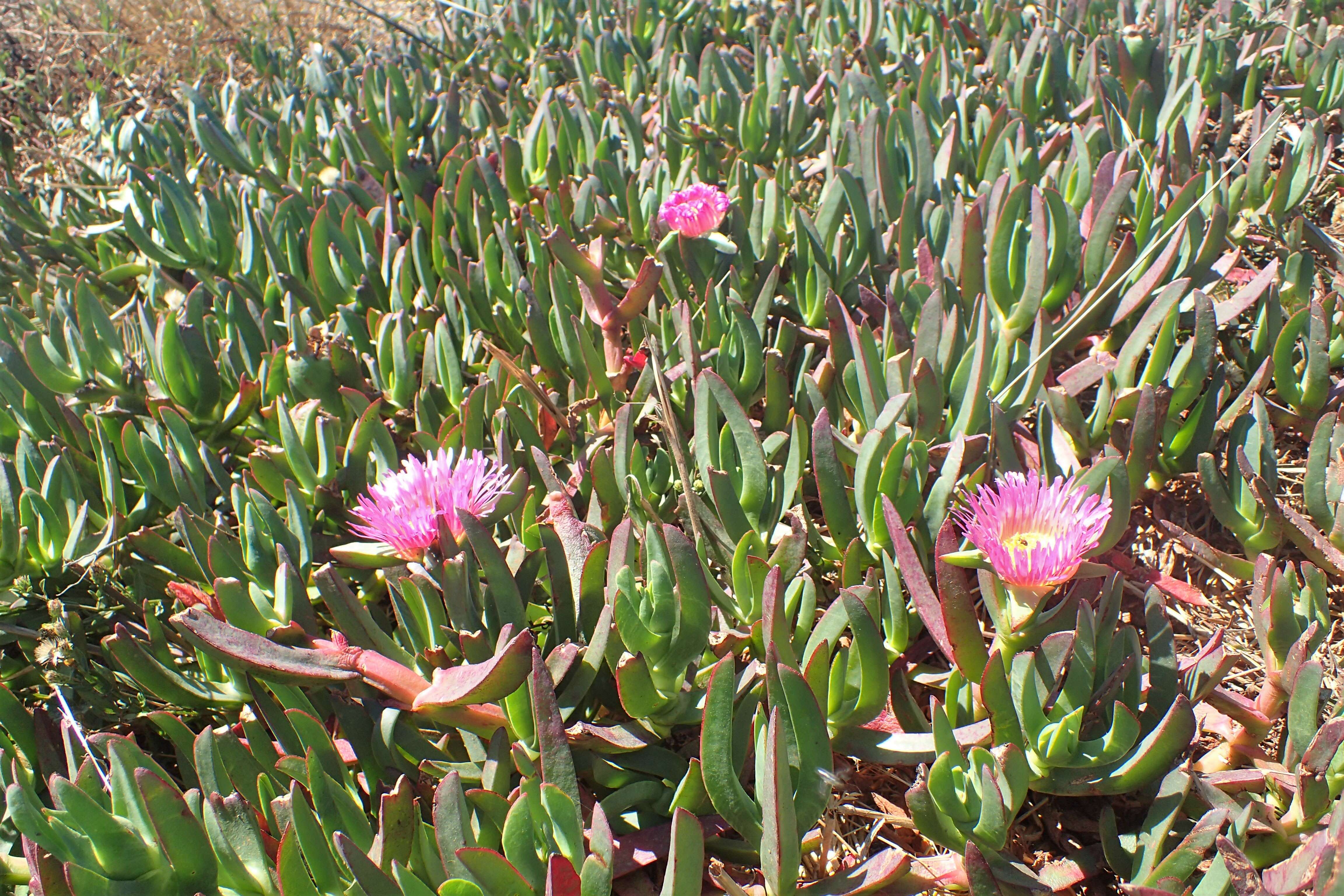 Imagem de Carpobrotus edulis (L.) N. E. Br.