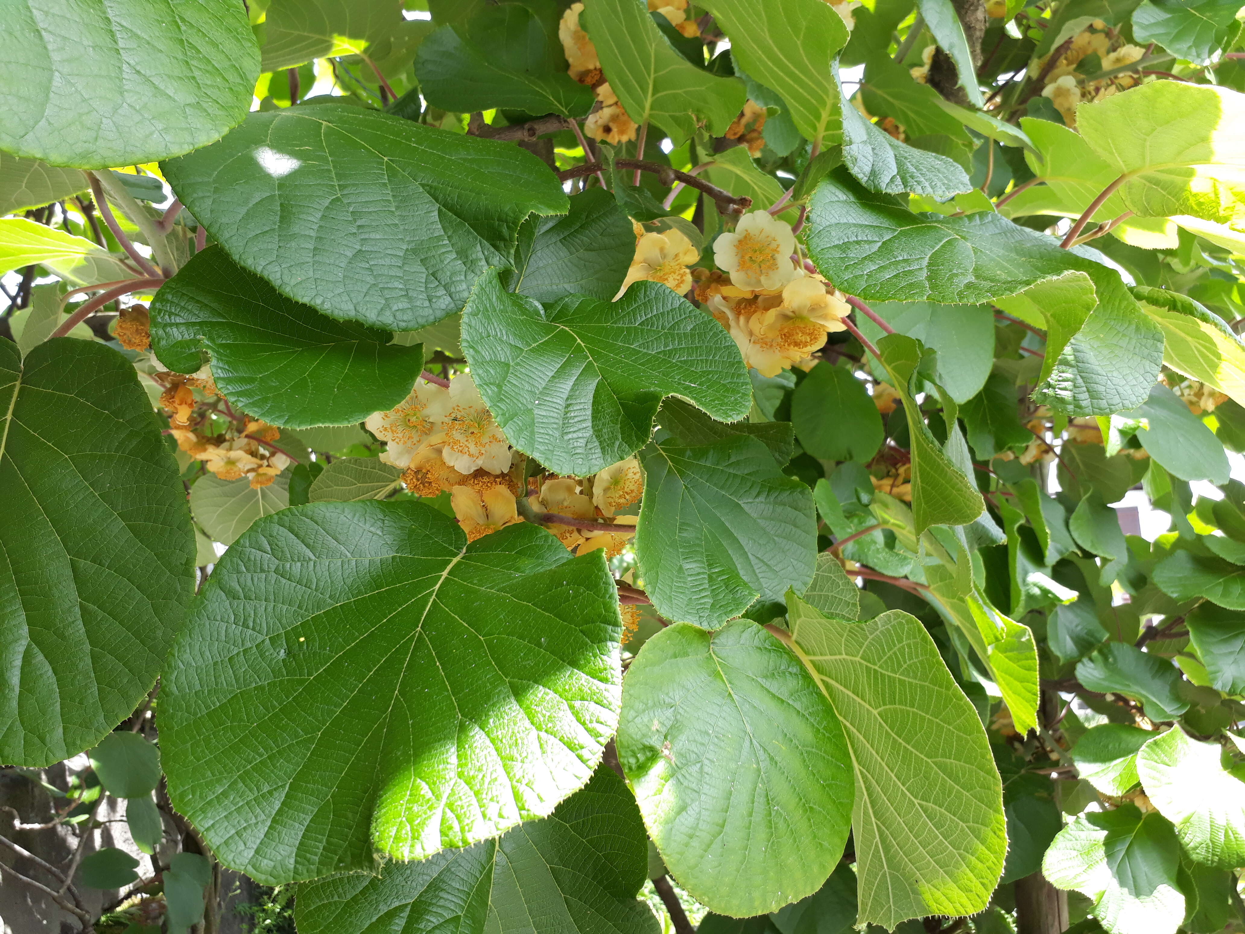 Imagem de Actinidia chinensis Planch.