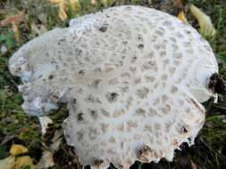 Image of Amanita strobiliformis (Paulet ex Vittad.) Bertill. 1866