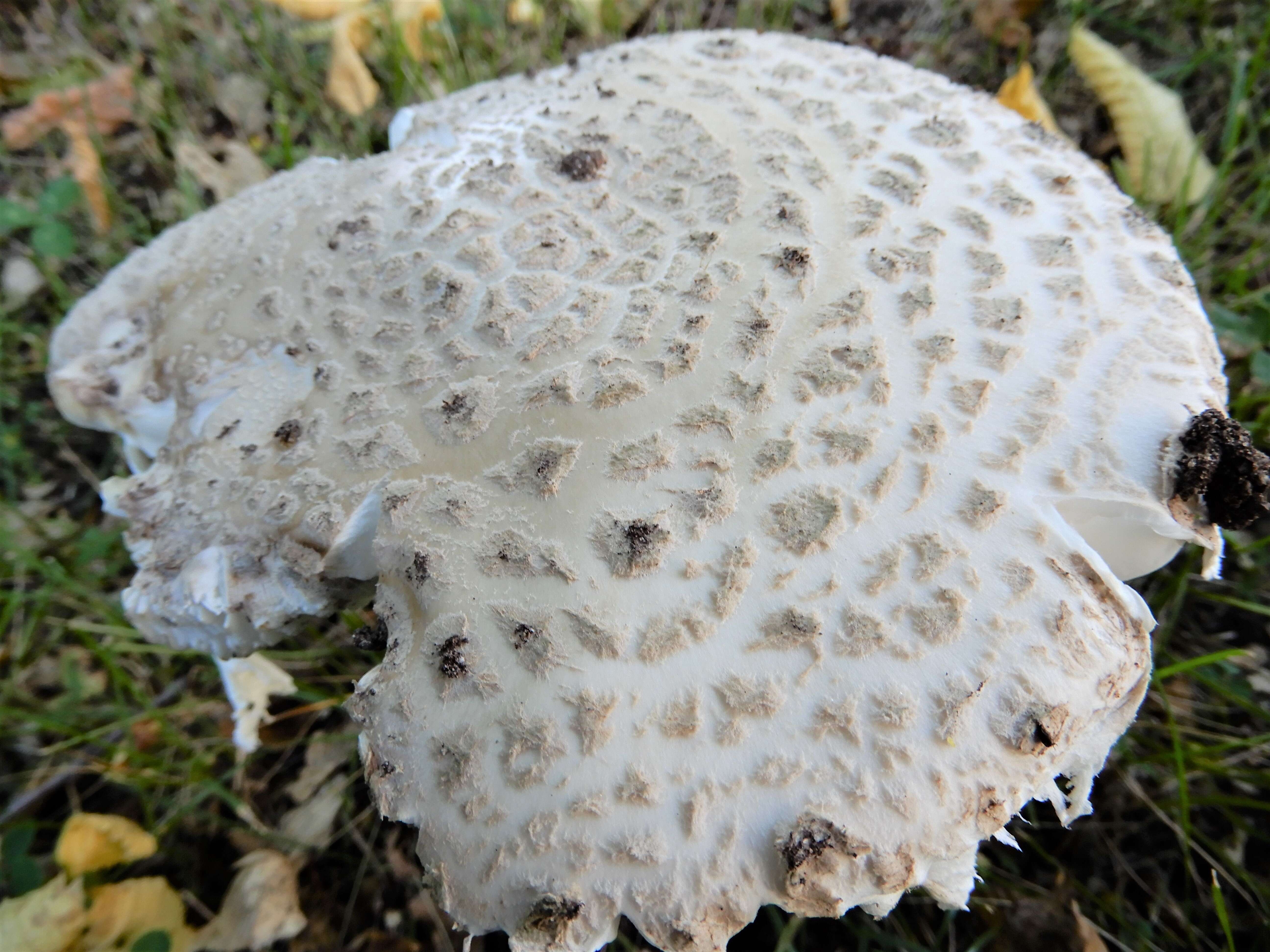 Image of Amanita strobiliformis (Paulet ex Vittad.) Bertill. 1866