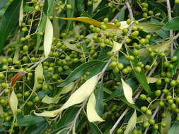 Image of olive tree