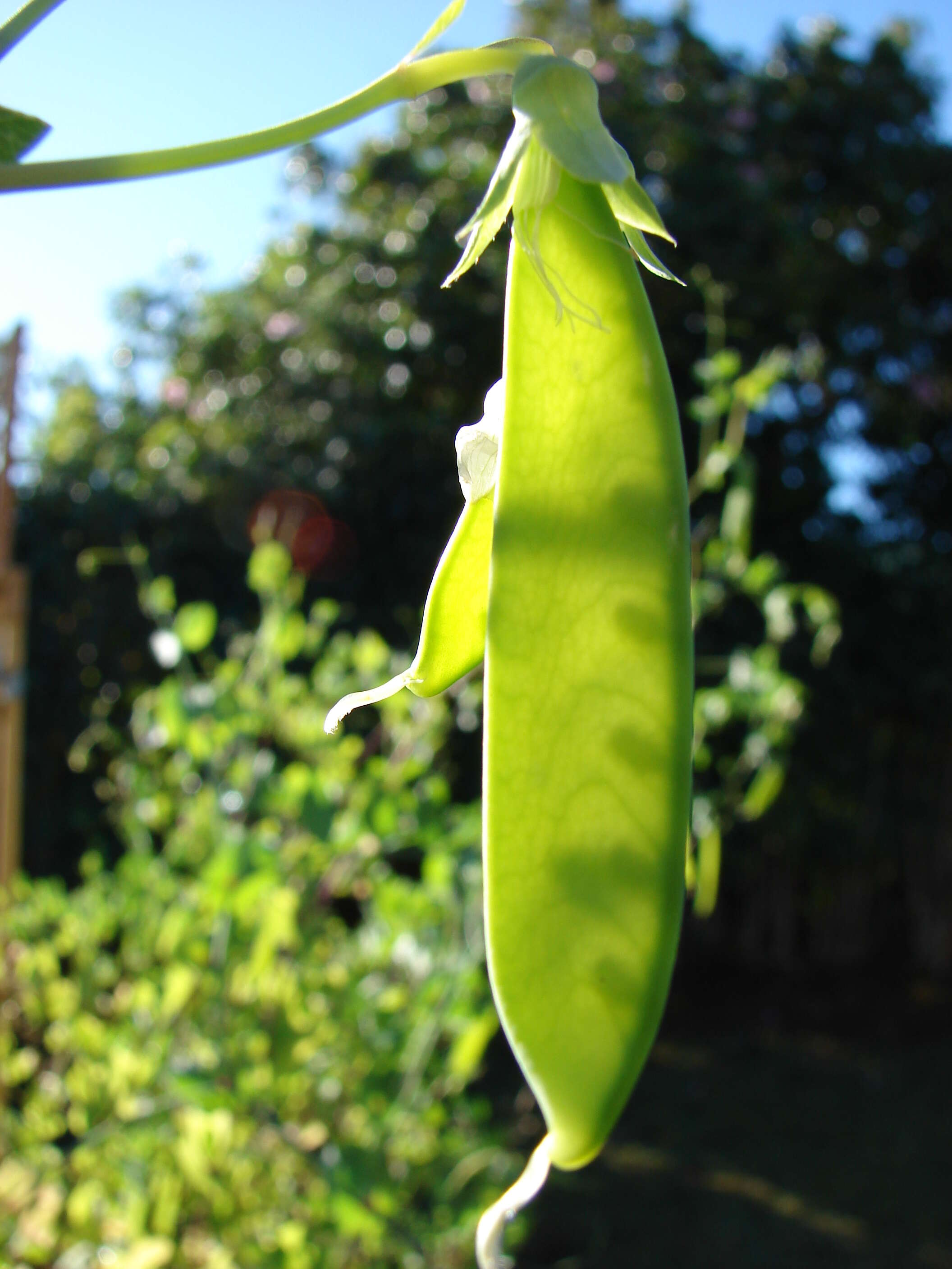 Image of Pisum sativum var. macrocarpum