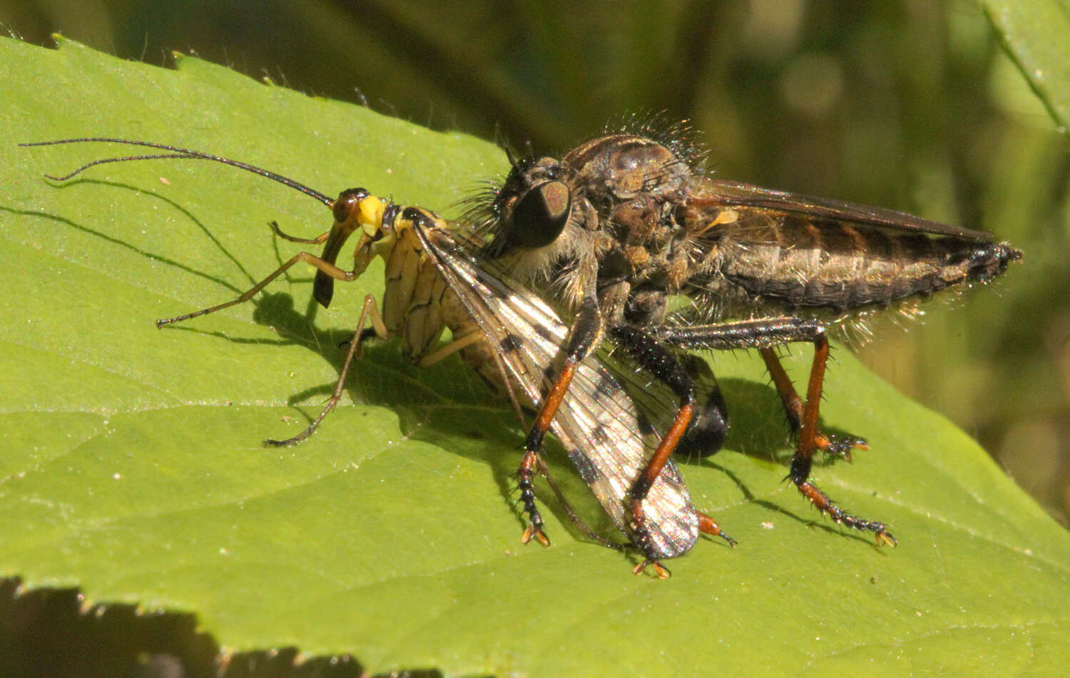 Image of Pamponerus germanicus (Linnaeus 1758)