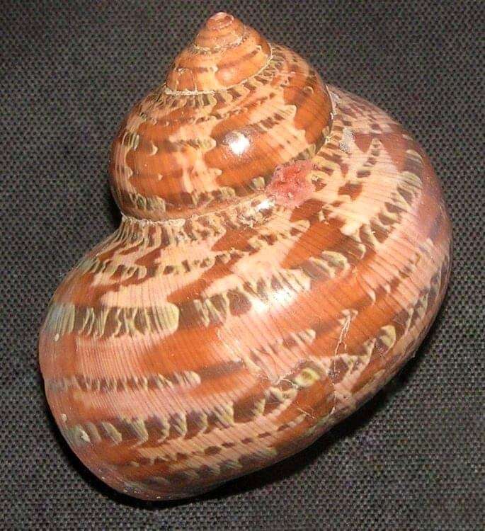 Image of cat's-eye shell