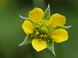 Ranunculus bulbosus L.的圖片