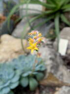 Image of hens and chicks