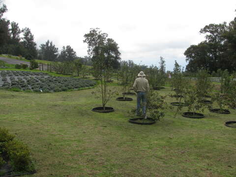 Image of paradise apple