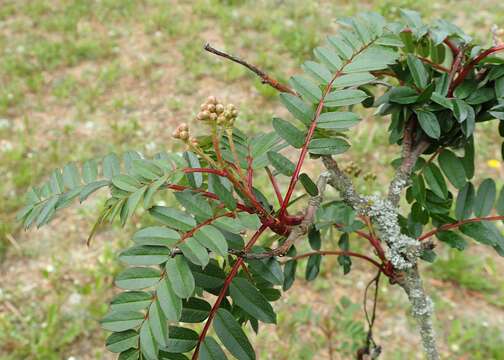 Imagem de Sorbus koehneana C. K. Schneid.