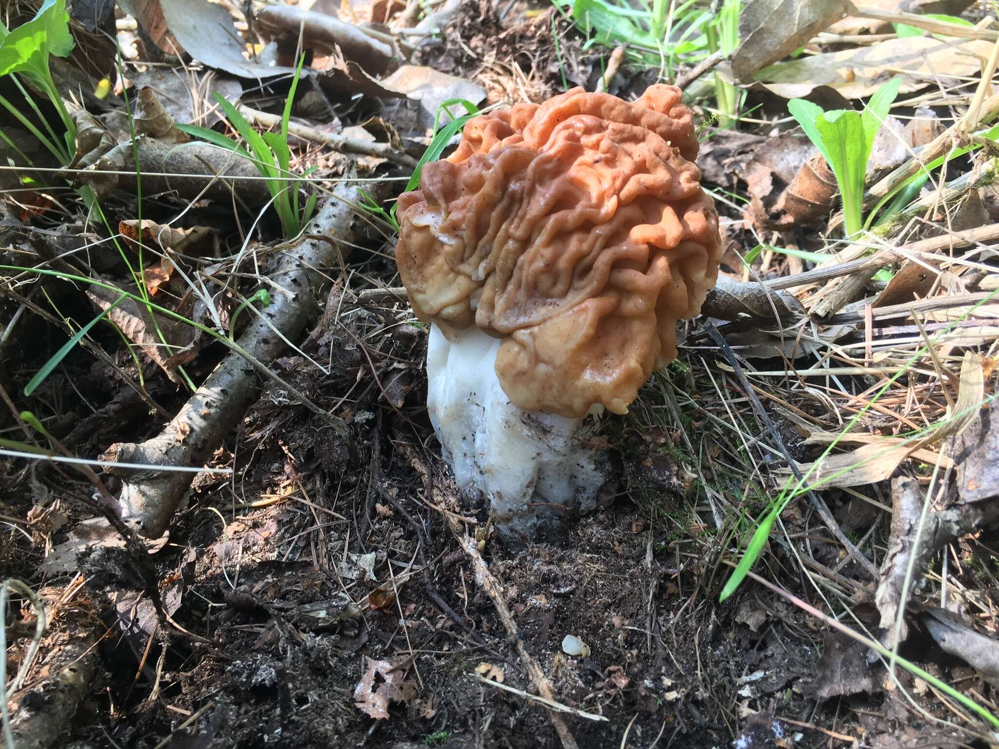 Plancia ëd Gyromitra gigas (Krombh.) Cooke 1878