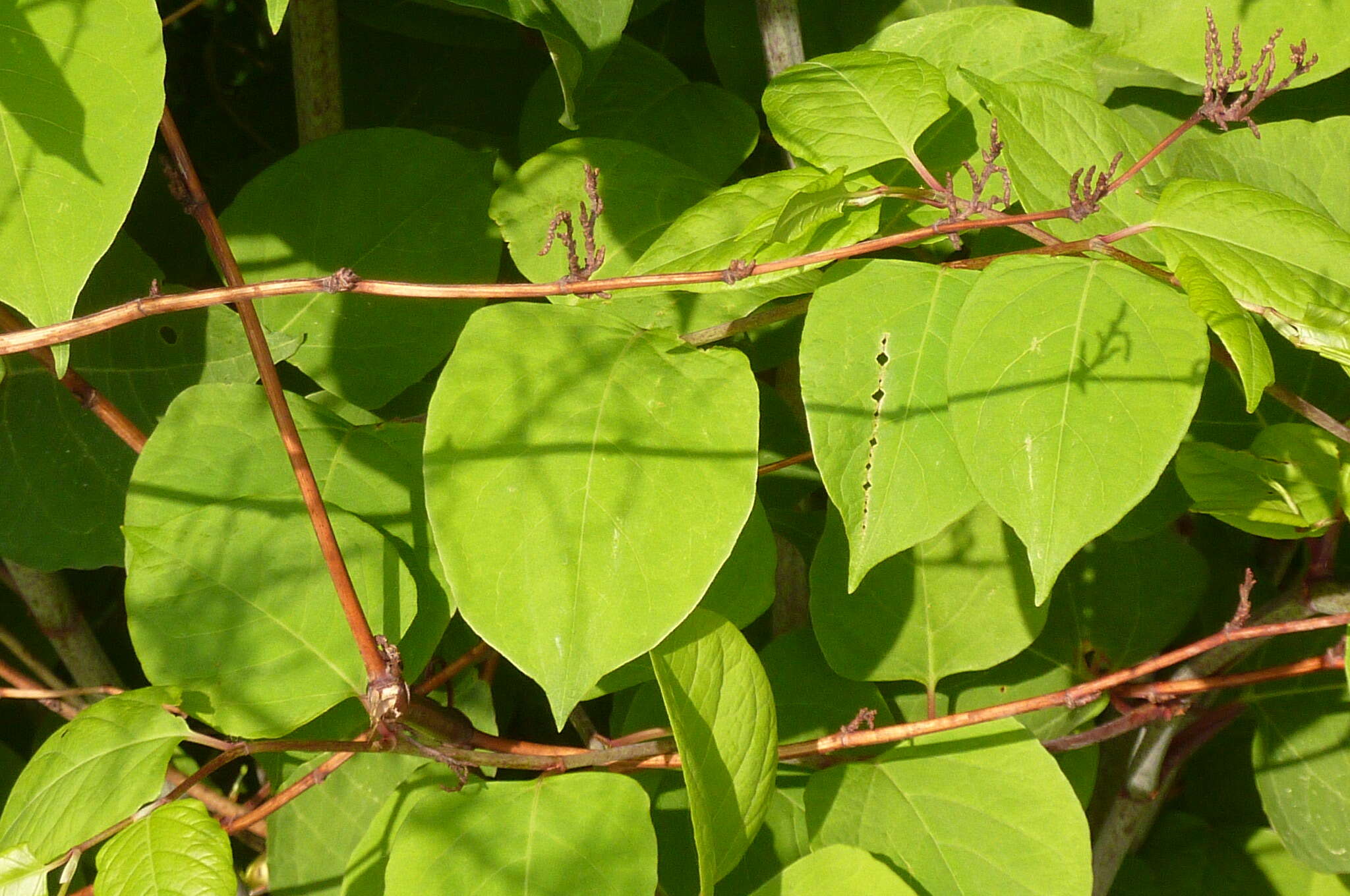 Image of Japanese Knotweed