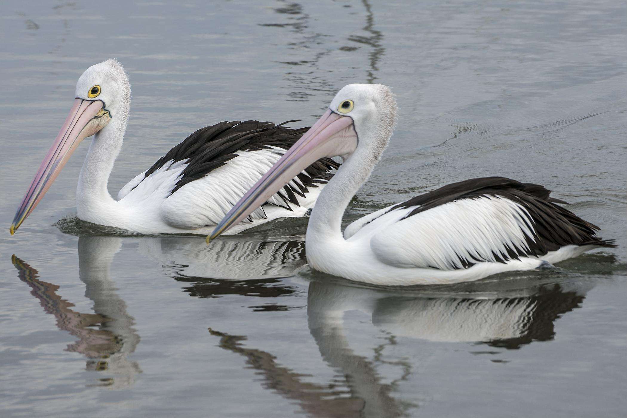 Image of Australian Pelican