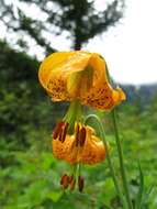 Image of Tiger lily