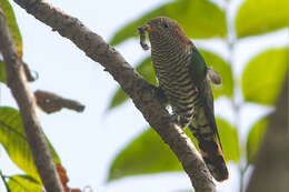 Image of Asian Emerald Cuckoo