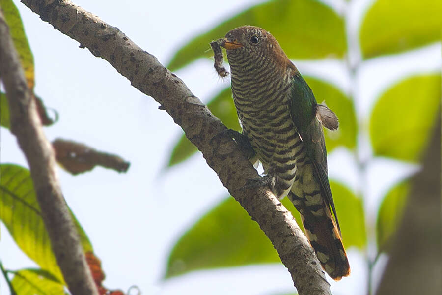 Image of Asian Emerald Cuckoo