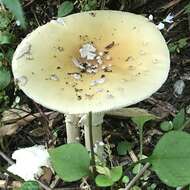 Image of gemmed Amanita