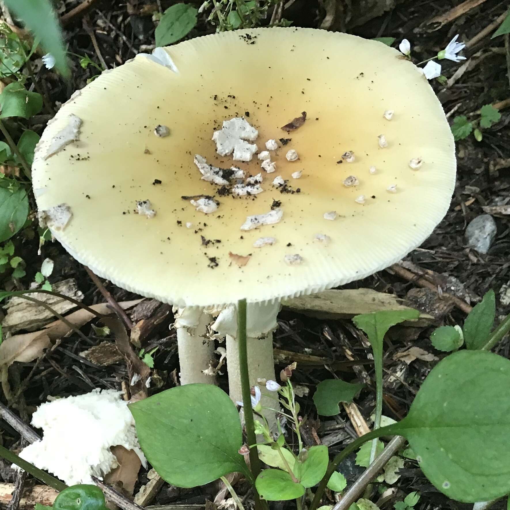 Image of gemmed Amanita