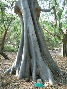 Image of Moringa stenopetala (E. G. Baker) Cufod.