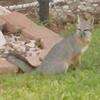 Image of Grey Foxes