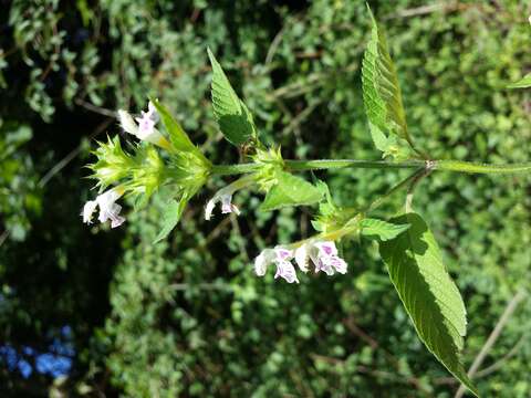 Image of Downy Hemp Nettle