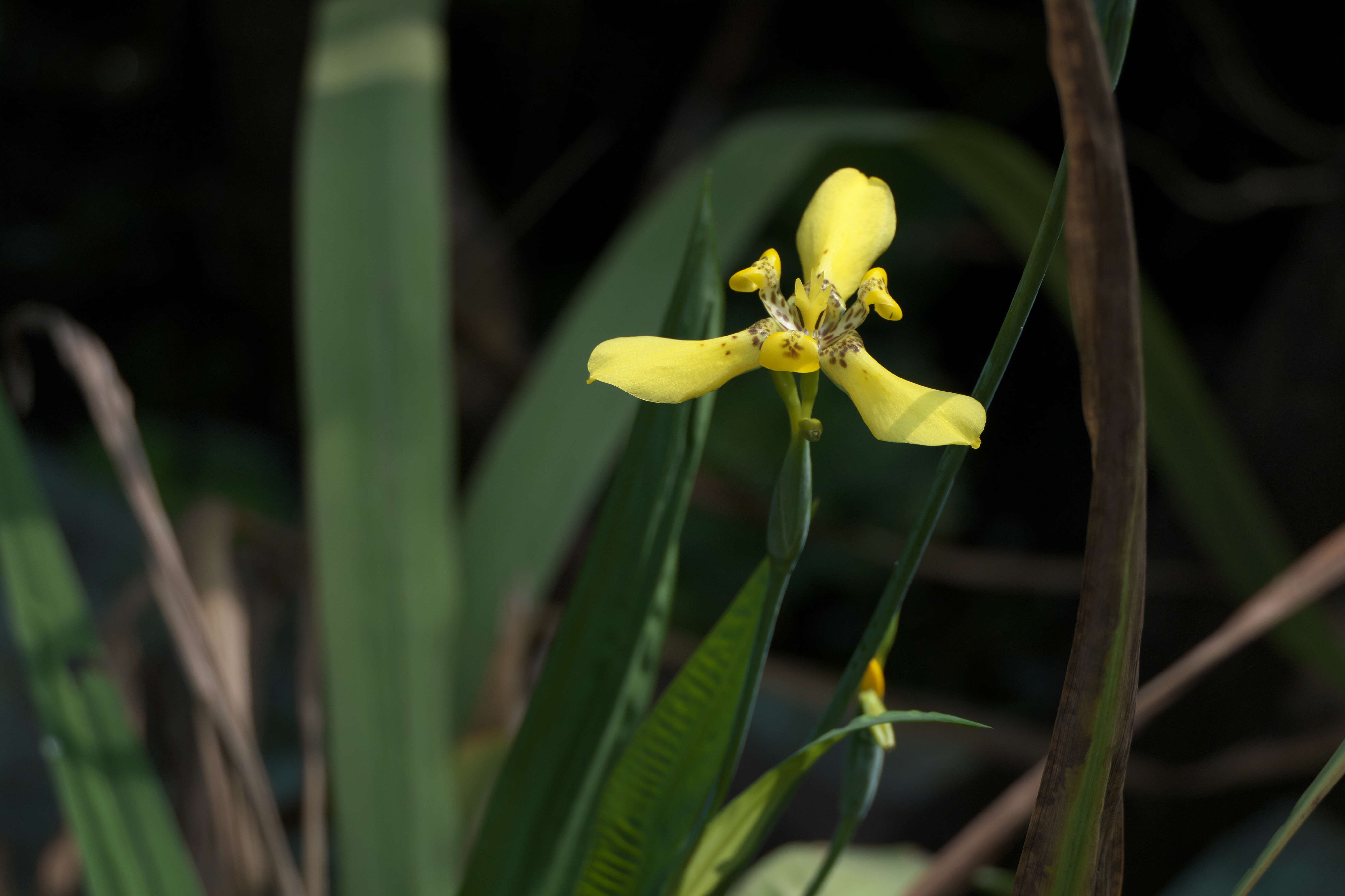 Imagem de Trimezia steyermarkii R. C. Foster