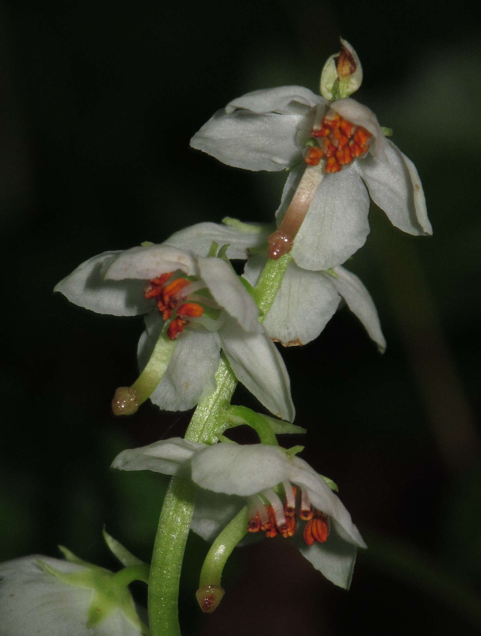 Image of round-leaved wintergreen