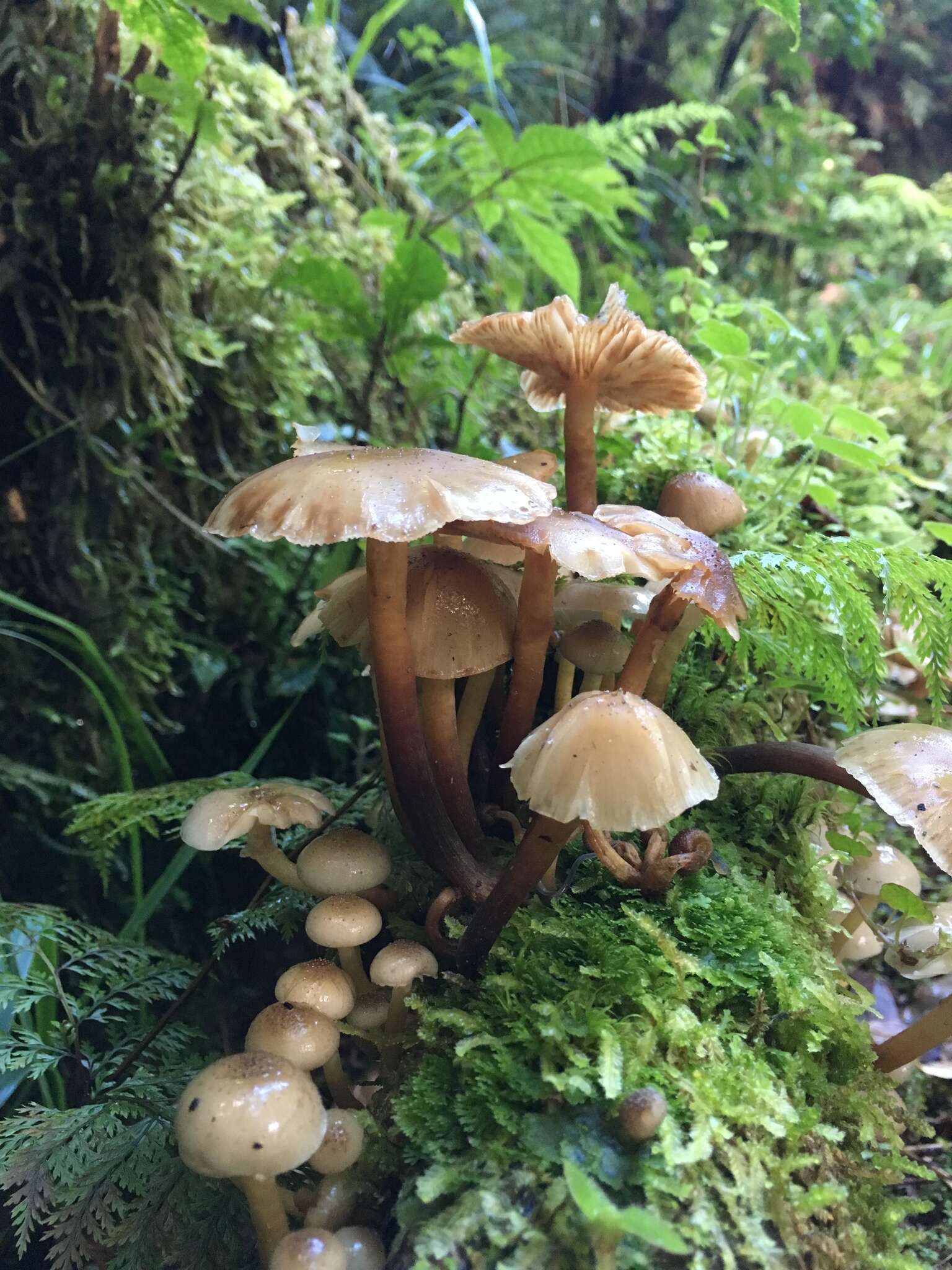 Image of Armillaria novae-zelandiae (G. Stev.) Boesew. 1977