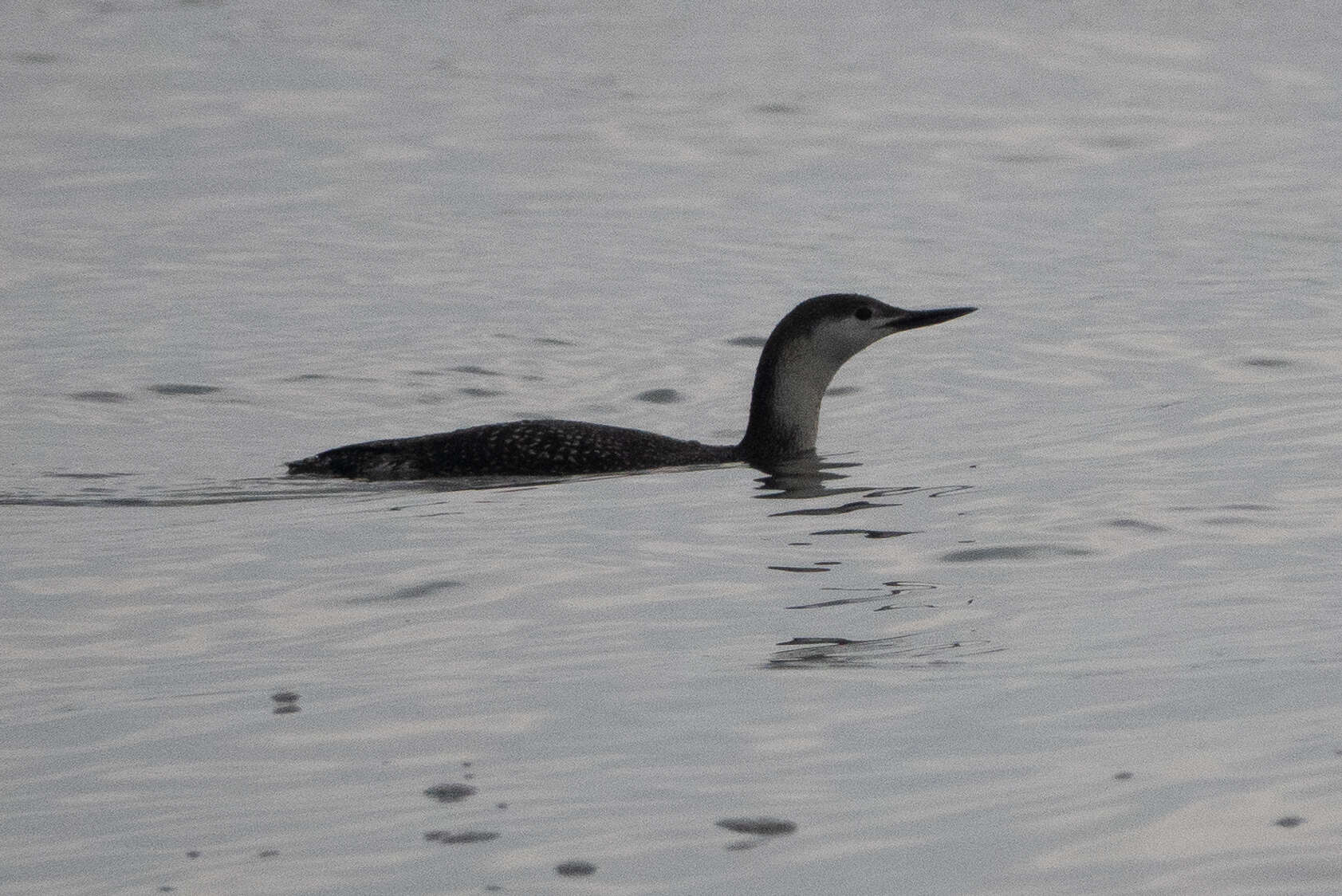 Image of Red-throated Diver