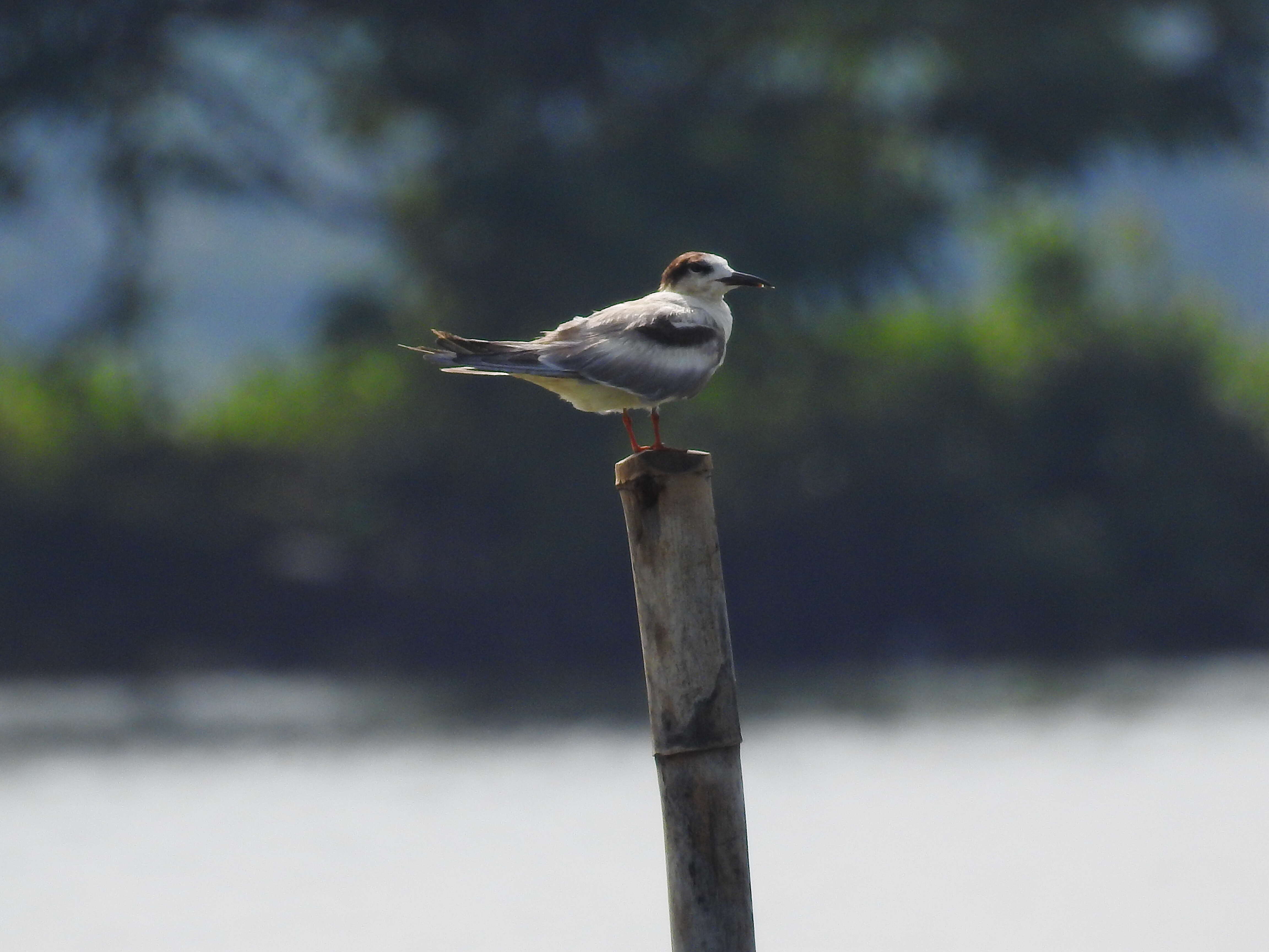 Image of Whiskered Tern