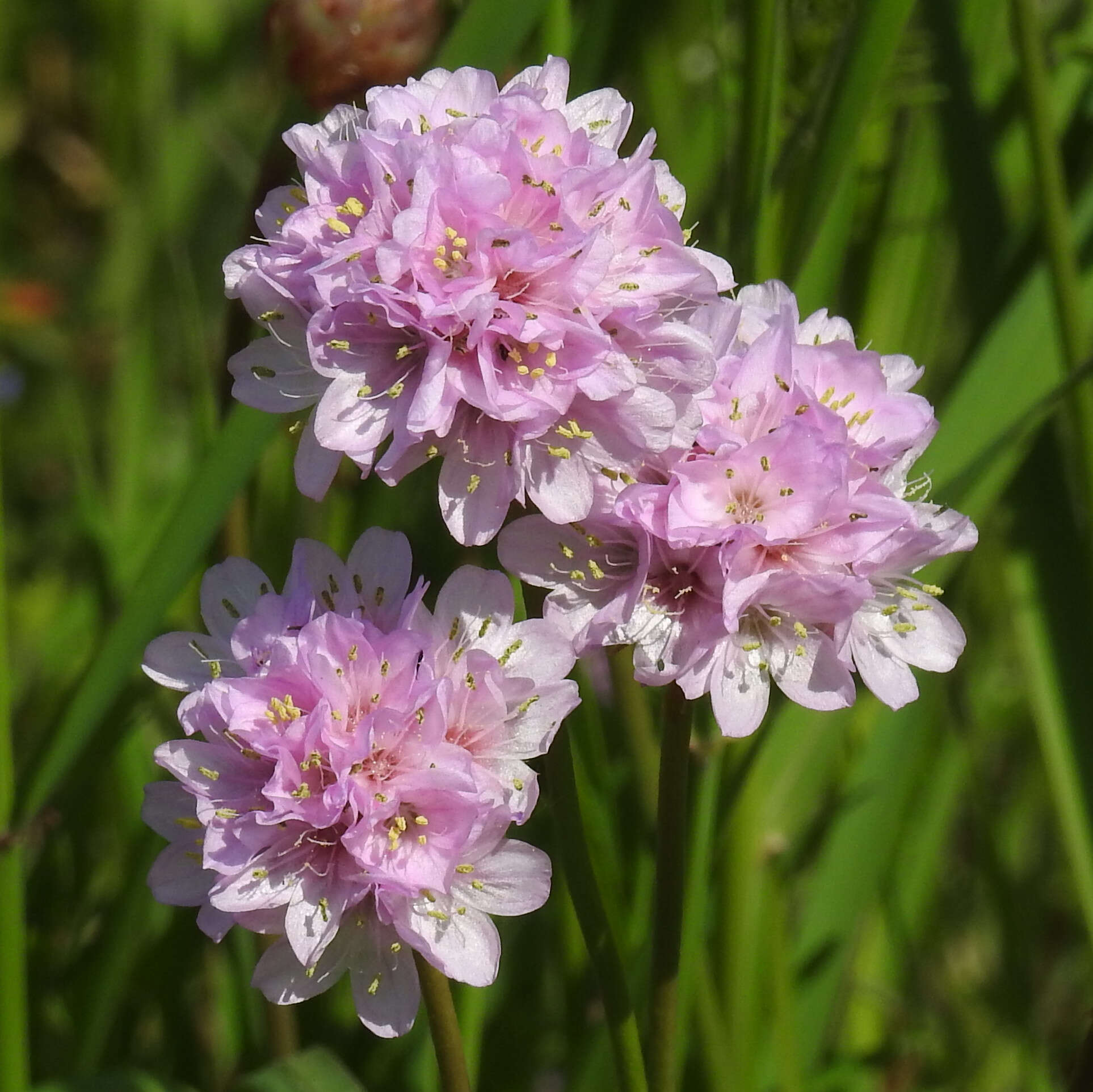 Image of thrift seapink