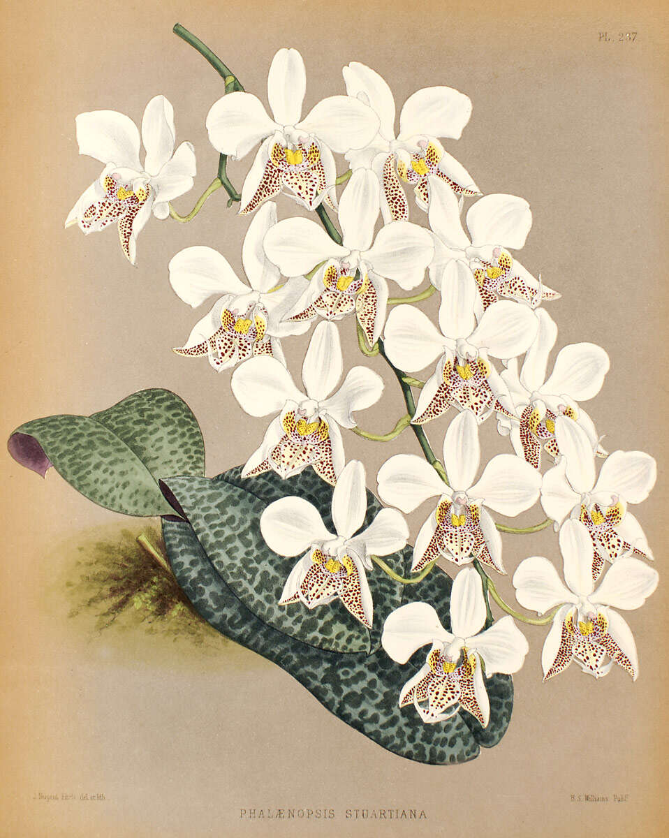 Image of Orchid